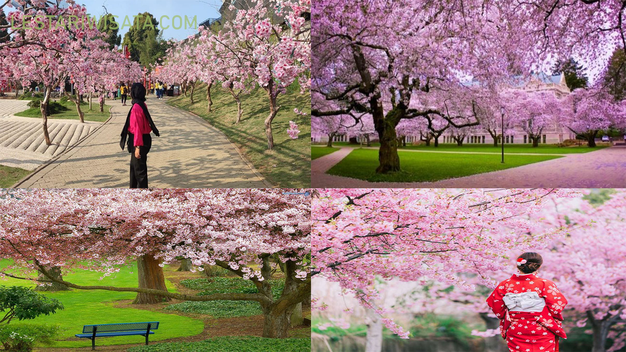 Tak perlu jauh ke Jepang, Taman Sakura di Kebun Raya Cibodas juga indah! Ayo jelajahi bersama keluarga atau teman!